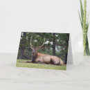 Search for bull cards Colorado