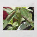 Search for caterpillar postcards Orange