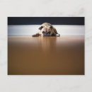 Search for pet pug postcards Puppy