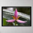 Search for banana posters Floral