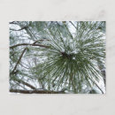 Search for pine needles postcards Winter
