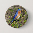 Search for bluebird accessories Wildlife