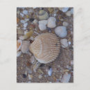 Search for sea shell postcards Shells