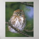 Search for juvenile posters Owl