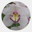 Search for white orchid stickers Nature