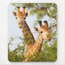 Search for giraffe pictures electronics Wild animals