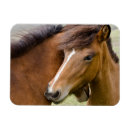 Search for maree magnets Horse