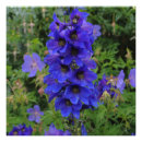 Search for delphinium art Blue