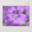 Search for vivid horizontal postcards Purple