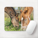 Search for thoroughbred mousepads Foal