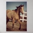 Search for buckskin posters Photography