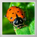 Search for ladybug art Macro photography