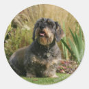Search for wire haired dachshund stickers Canine photographer