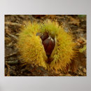 Search for chestnut posters Sweet