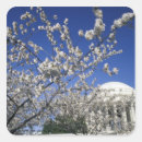 Search for cherry branch stickers Bloom