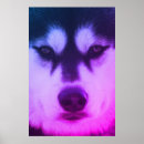 Search for white siberian husky posters Black
