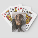 Search for dachshund playing cards Puppy