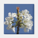 Search for spring bloom magnets Blossoms