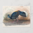 Search for pheasant postcards Illustration