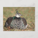 Search for peacocks postcards Nature