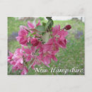 Search for apple blossoms postcards Flowers