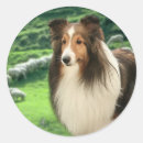 Search for shetland sheepdog stickers Collie