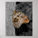 Search for black white owl posters Animal