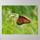 Search for monarch art Nature