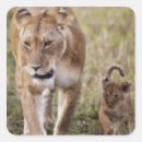 Search for lion cub stickers Africa