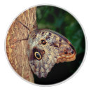Search for owl photography Brown
