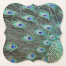 Search for peacock coasters Beauty
