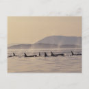 Search for westmorland postcards Sea