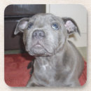 Search for staffordshire bull terrier gifts Puppy