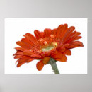 Search for orange gerbera posters Flower