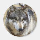 Search for wolf portrait magnets Wolves