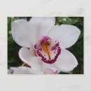 Search for dendrobium postcards Orchid