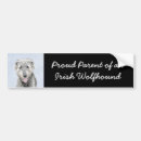 Search for wolfhound home living Irish