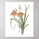 Search for hemerocallis posters Blossom