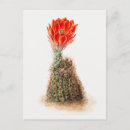 Search for vintage botanical postcards Flowers