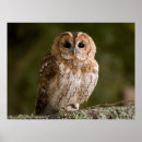Search for wise owl posters Wildlife