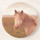 Search for pony coasters Wild