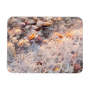 Search for florida seashells magnets Coast