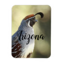 Search for desert bird magnets Wildlife