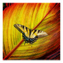 Search for black wing posters Butterfly