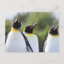 Search for proud photography Bird