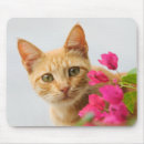 Search for kitty face mousepads Kitten