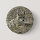 Search for cani badges Coyote