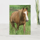 Search for gelding cards Photography