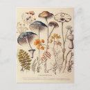 Search for vintage mushrooms postcards Nature