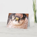 Search for falcon cards Wildlife